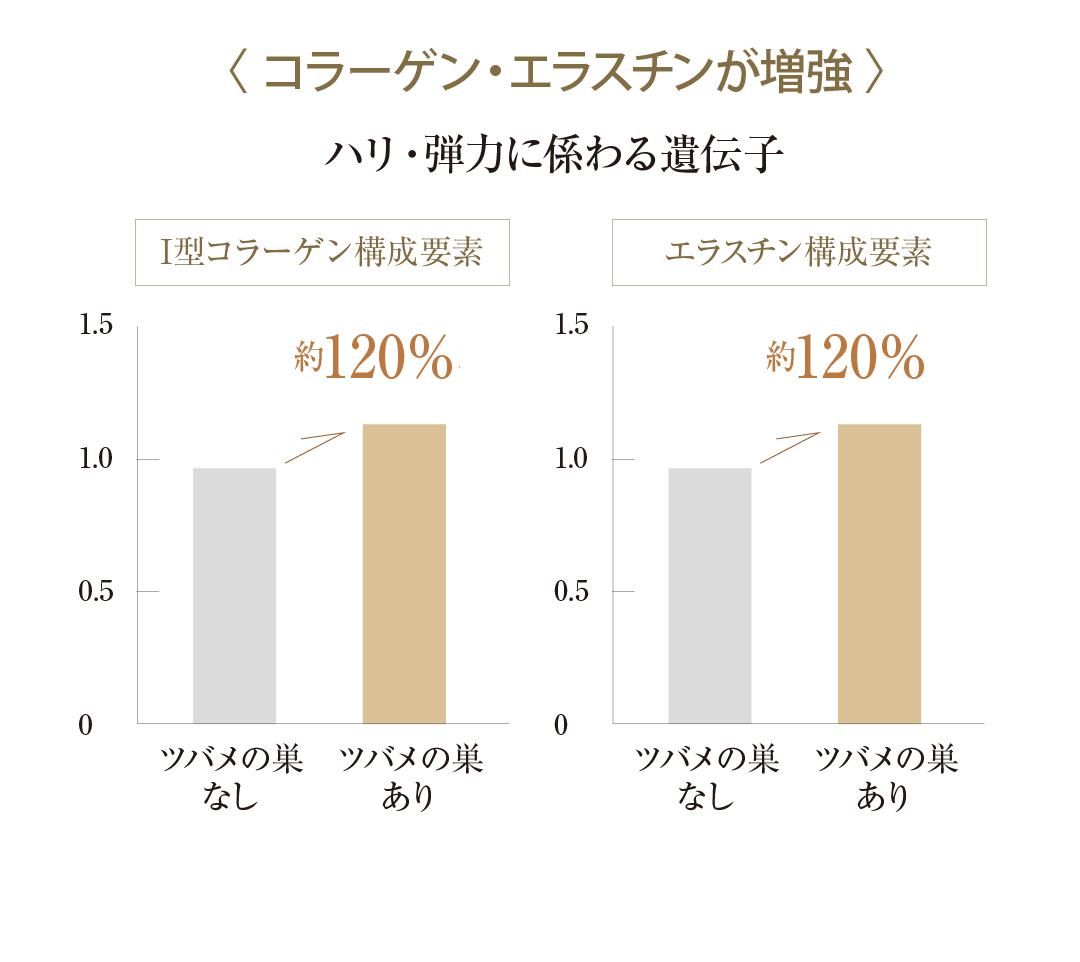 ツバメの巣エキスでハリ・弾力に関わる遺伝子のコラーゲン・エラスチンが増強