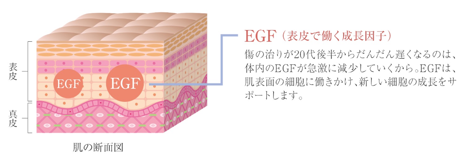 美容効果が期待できるツバメの巣とは？成分や効果、摂取方法について 