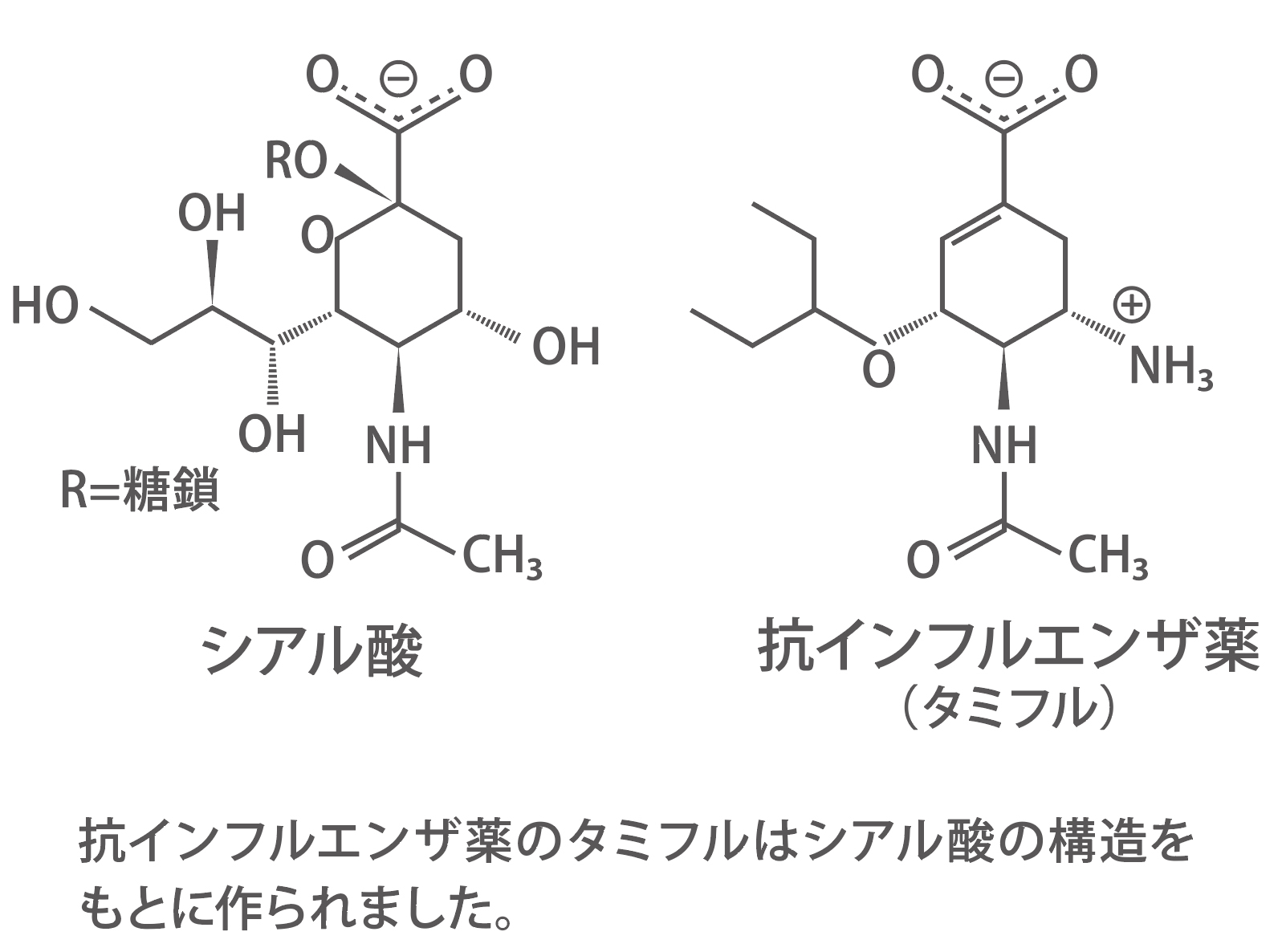 ツバメの巣に期待できる効果とは？「効果なし」といわれる理由も解説 