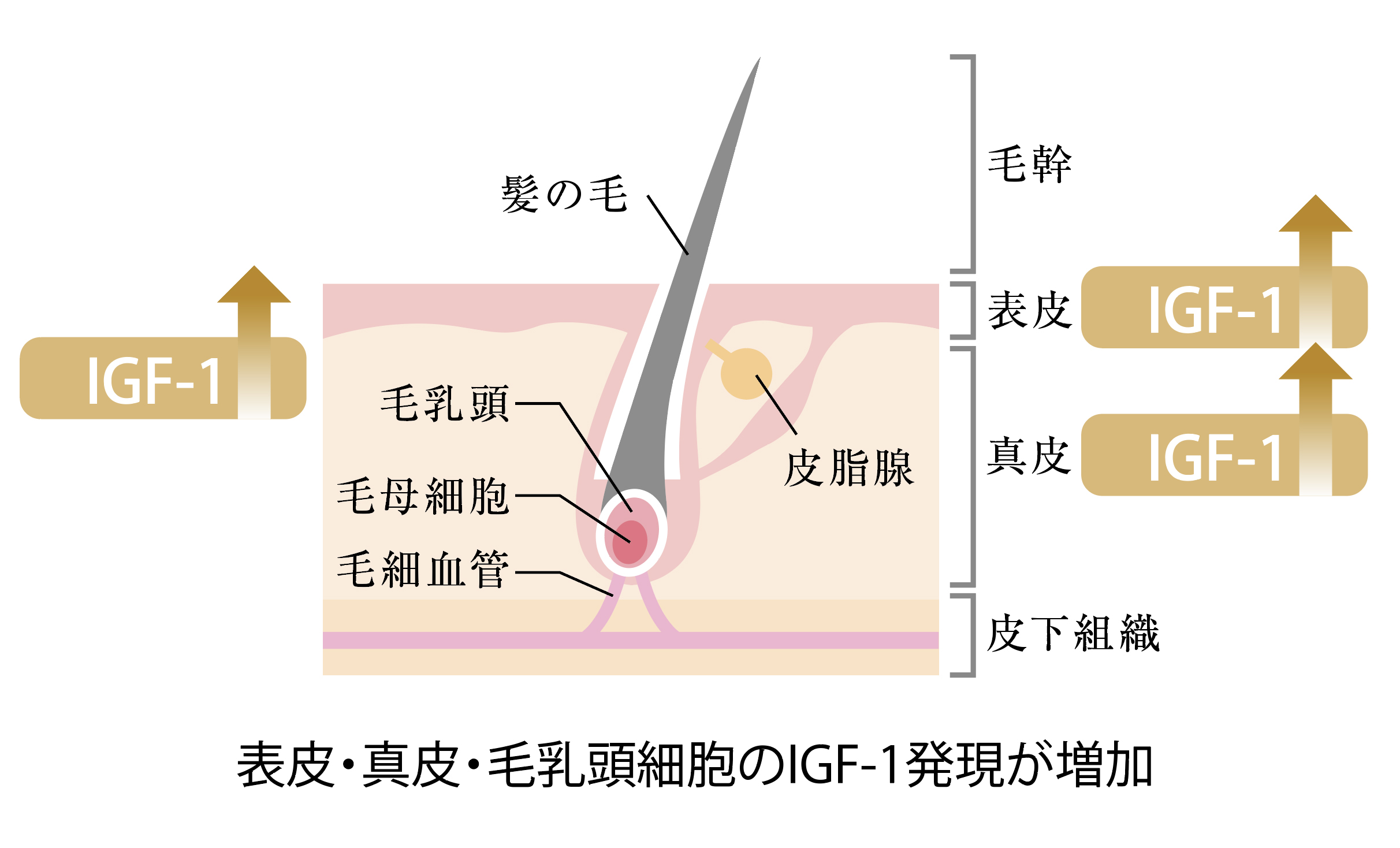 ツバメの巣に期待できる効果とは？「効果なし」といわれる理由も解説 