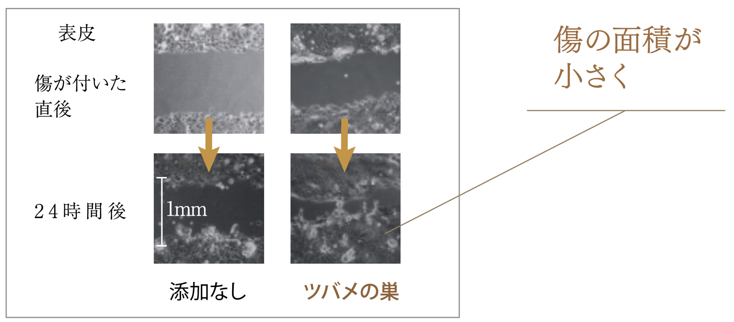ツバメの巣に期待できる効果とは？「効果なし」といわれる理由も解説 